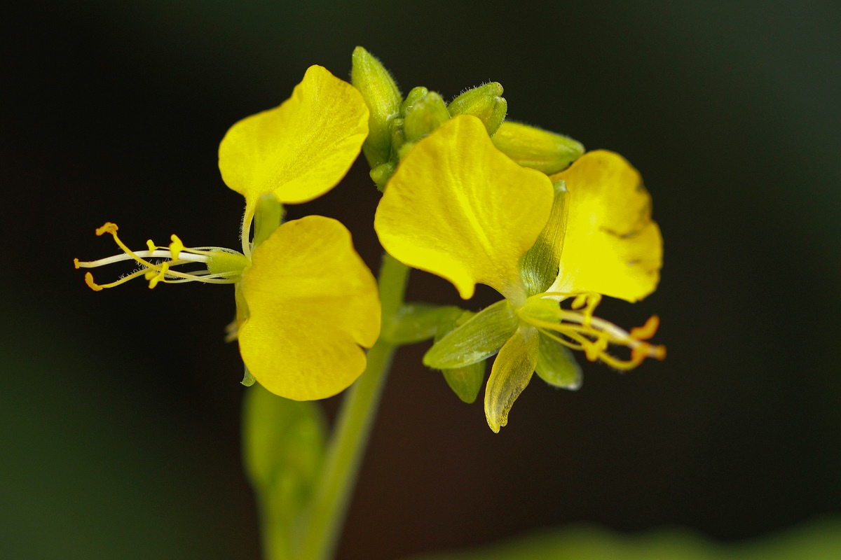 Aneilema aequinoctiale