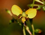 Aneilema aequinoctiale