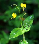 Aneilema aequinoctiale
