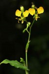 Aneilema aequinoctiale