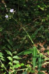 Aneilema hockii