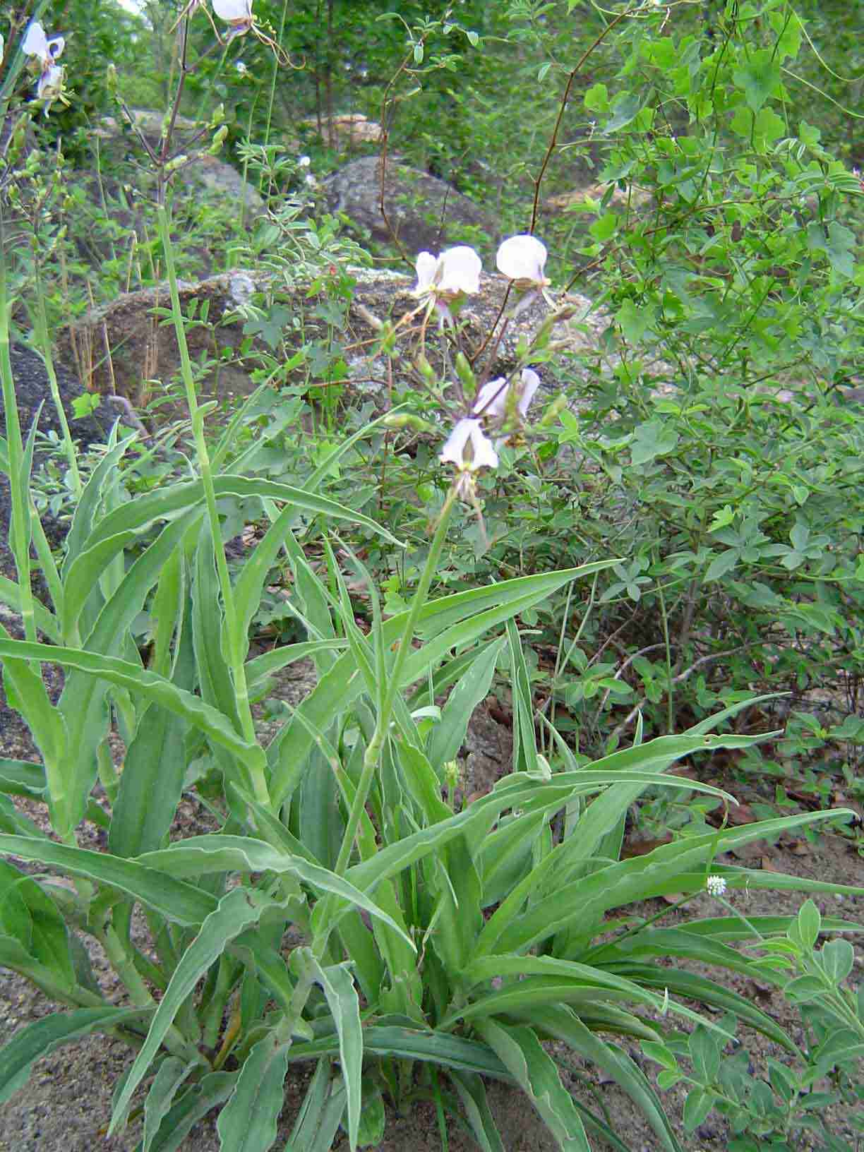 Aneilema hockii