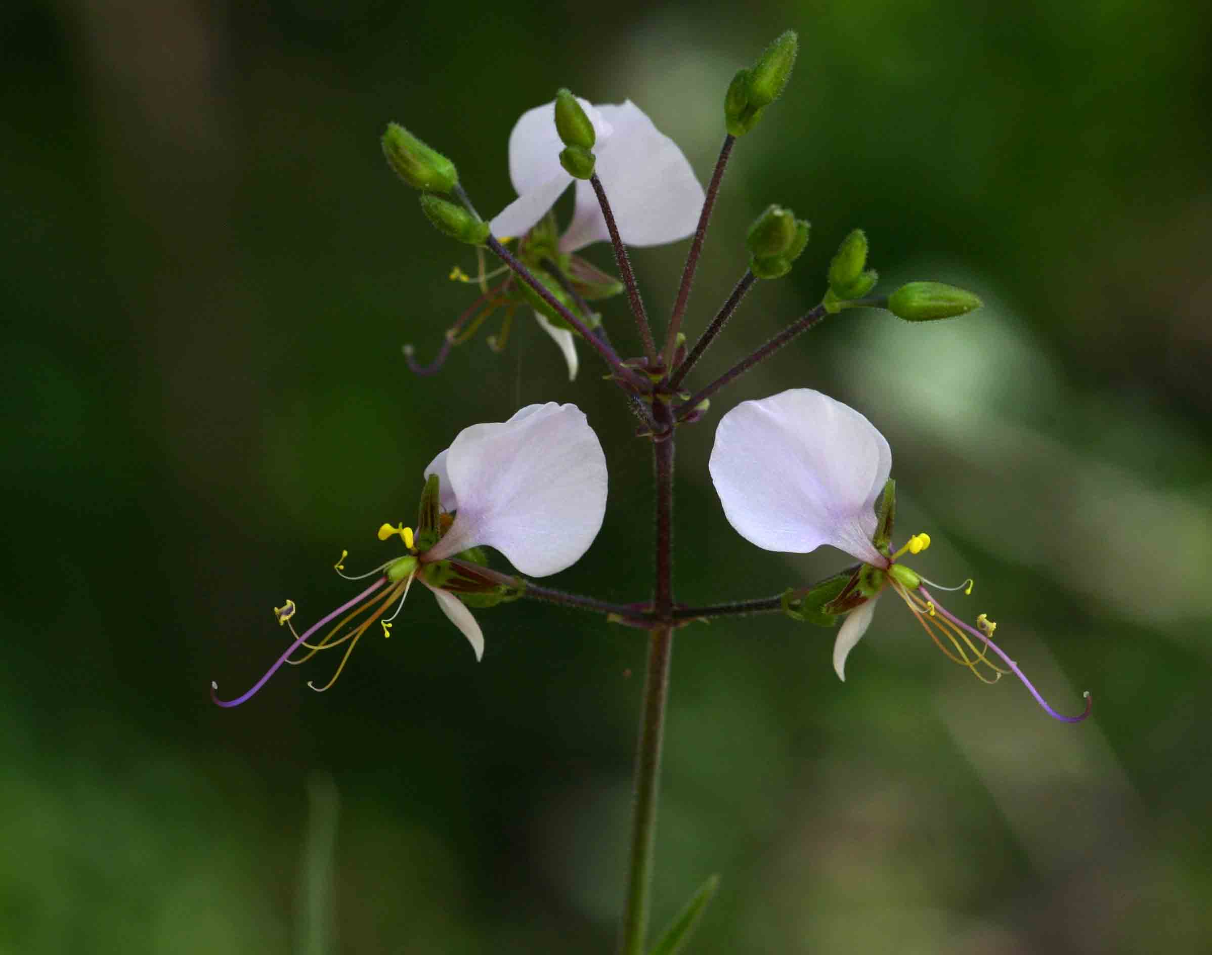 Aneilema hockii