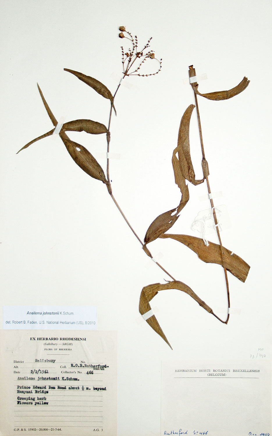 Aneilema johnstonii