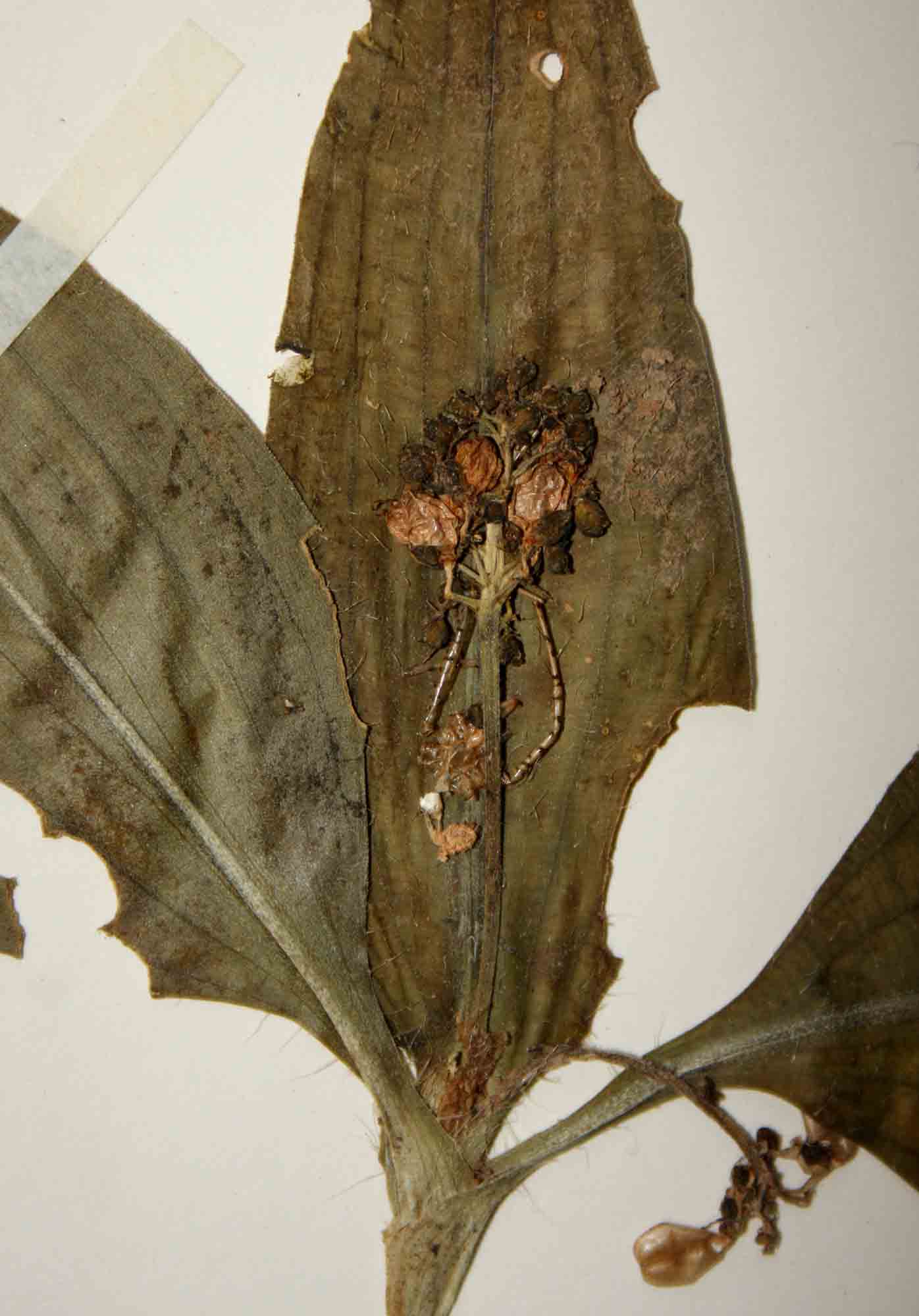 Aneilema pedunculosum