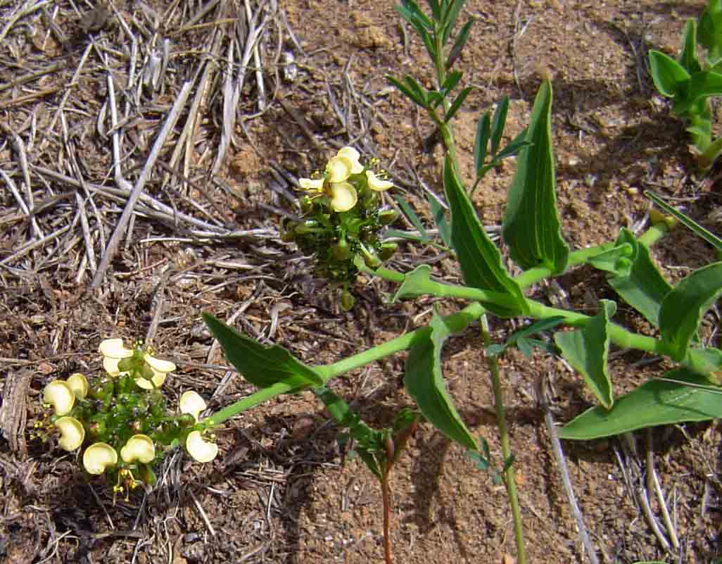Aneilema welwitschii