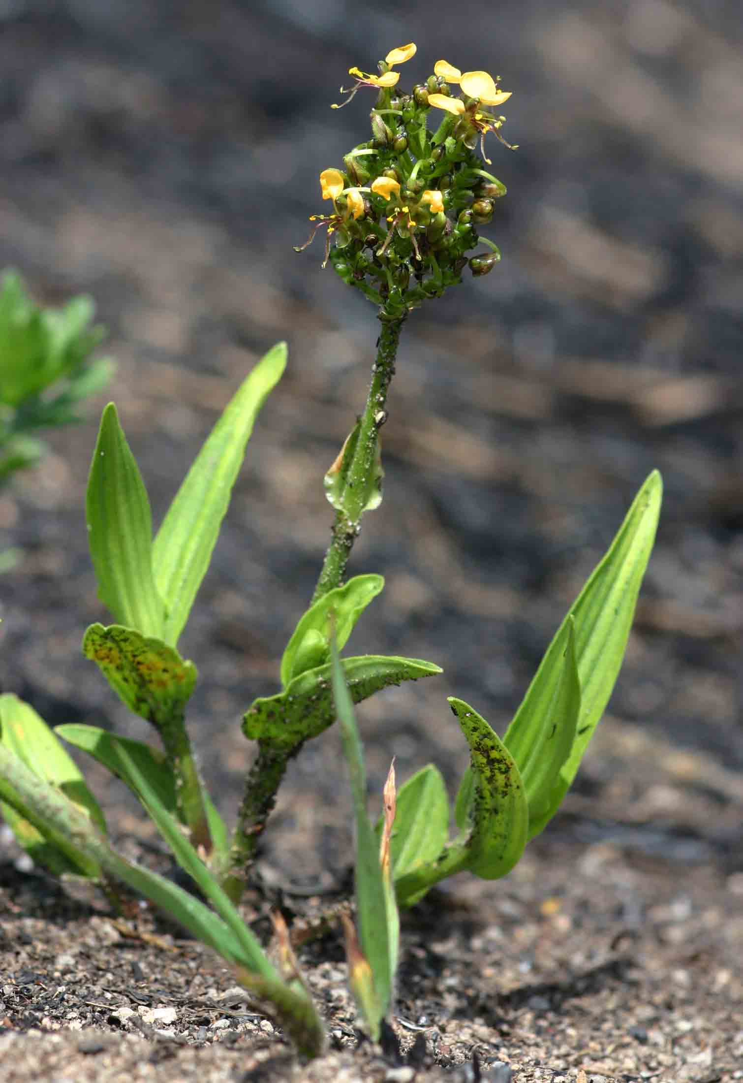 Aneilema welwitschii