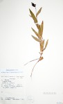 Aneilema welwitschii