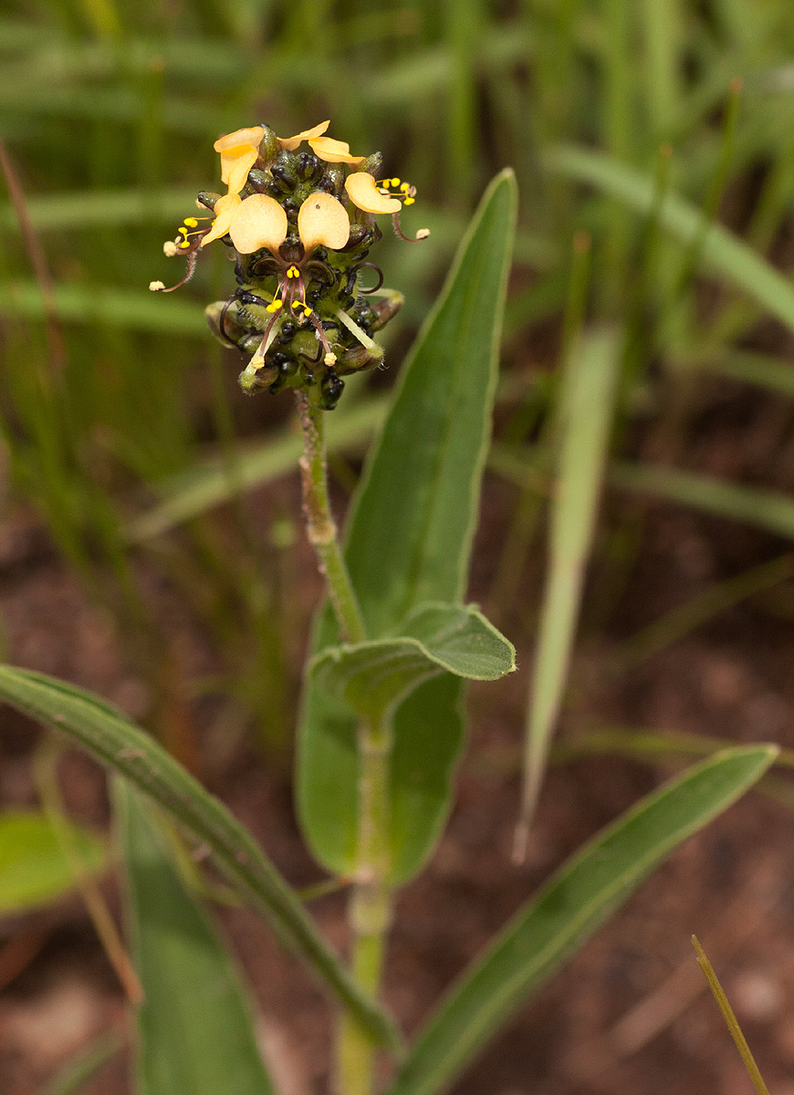 Aneilema welwitschii
