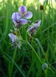 Murdannia simplex