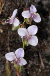 Murdannia simplex