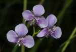 Murdannia simplex