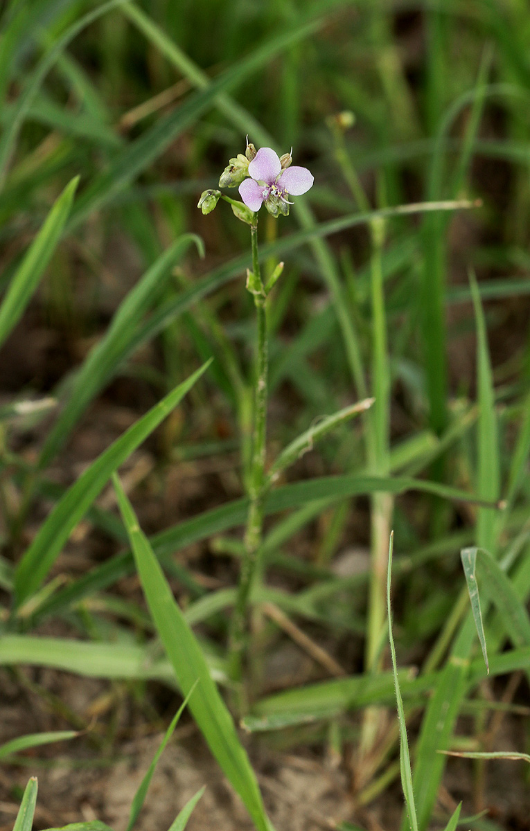 Murdannia simplex