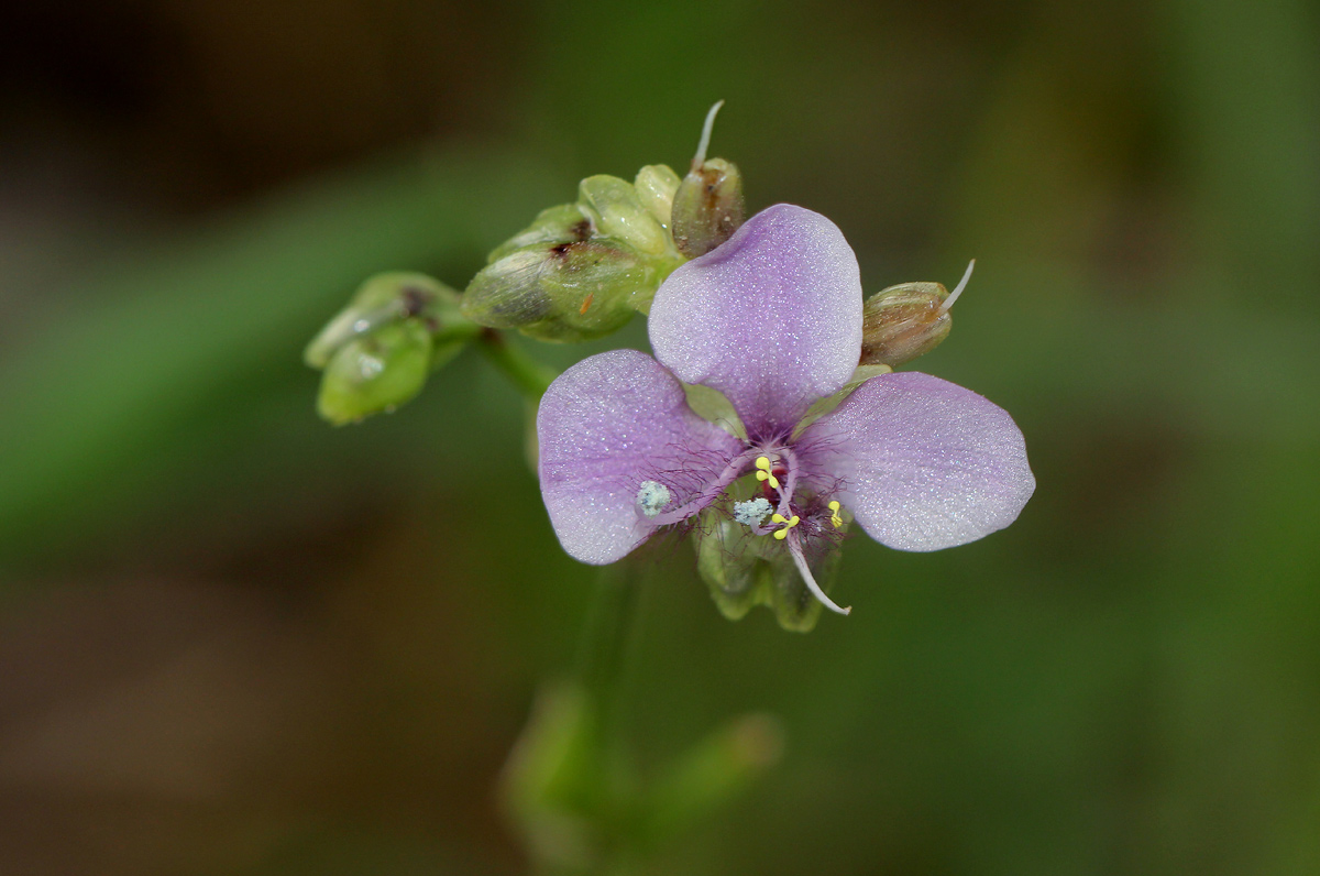 Murdannia simplex