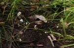 Murdannia simplex