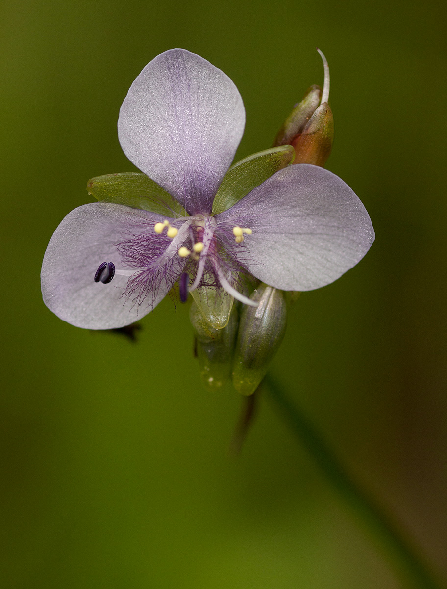 Murdannia simplex