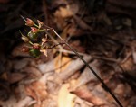 Murdannia simplex
