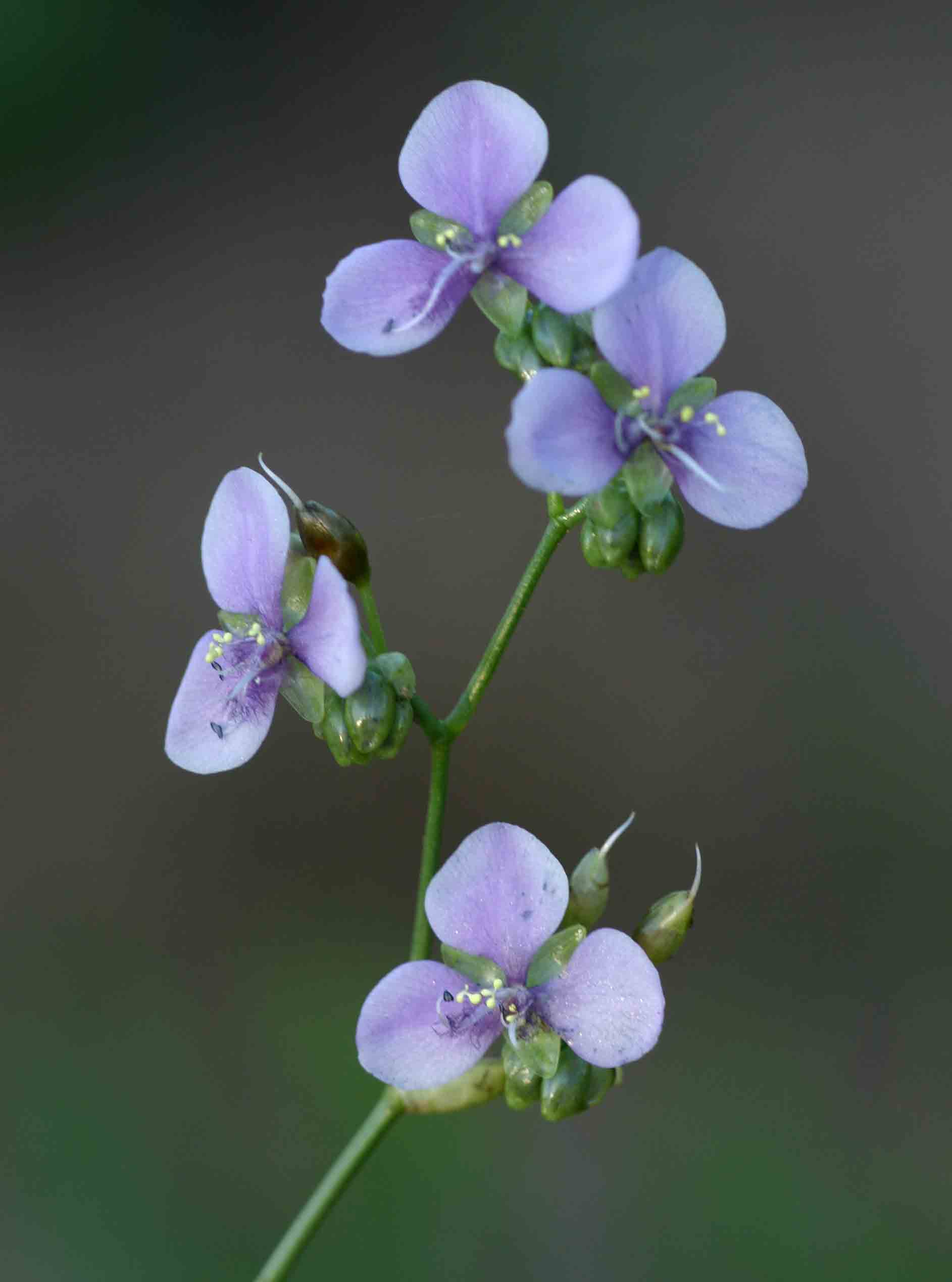 Murdannia simplex