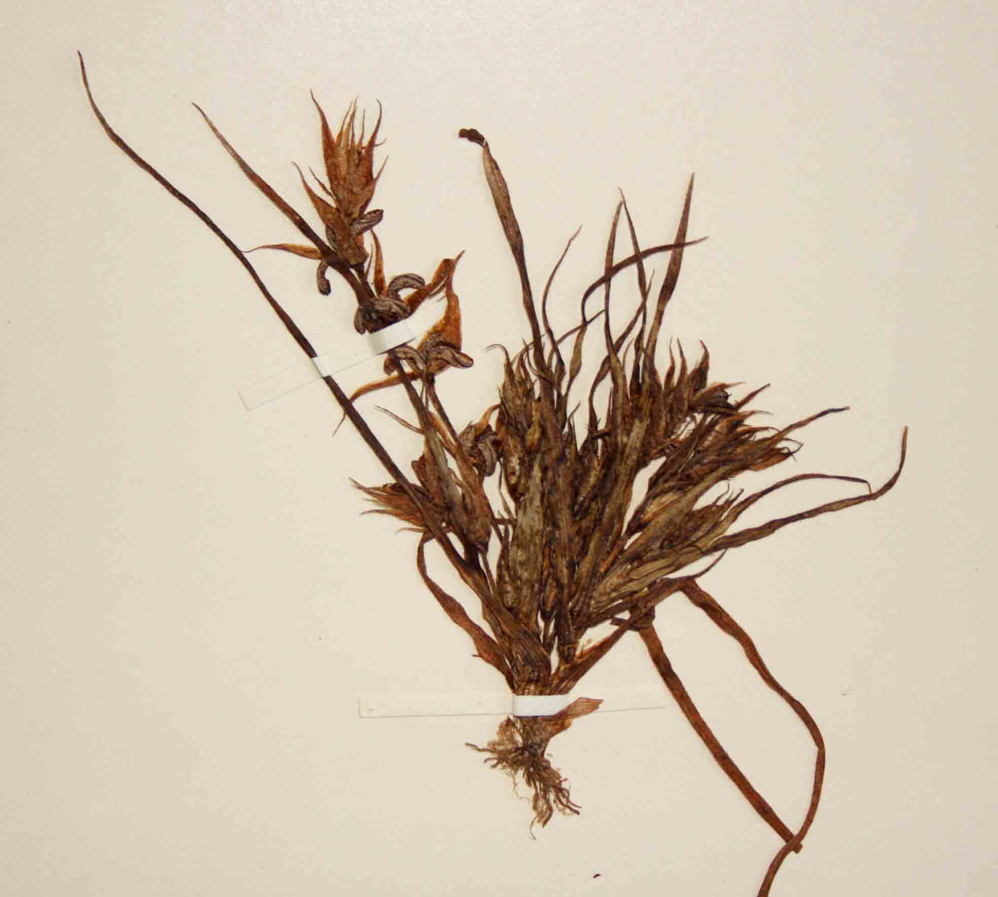 Triceratella drummondii