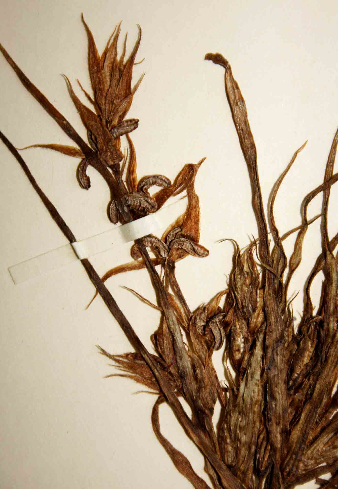 Triceratella drummondii