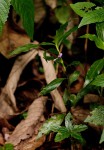 Coleotrype natalensis