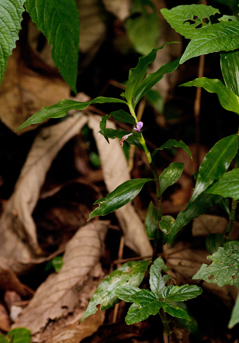 Coleotrype natalensis