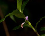 Coleotrype natalensis