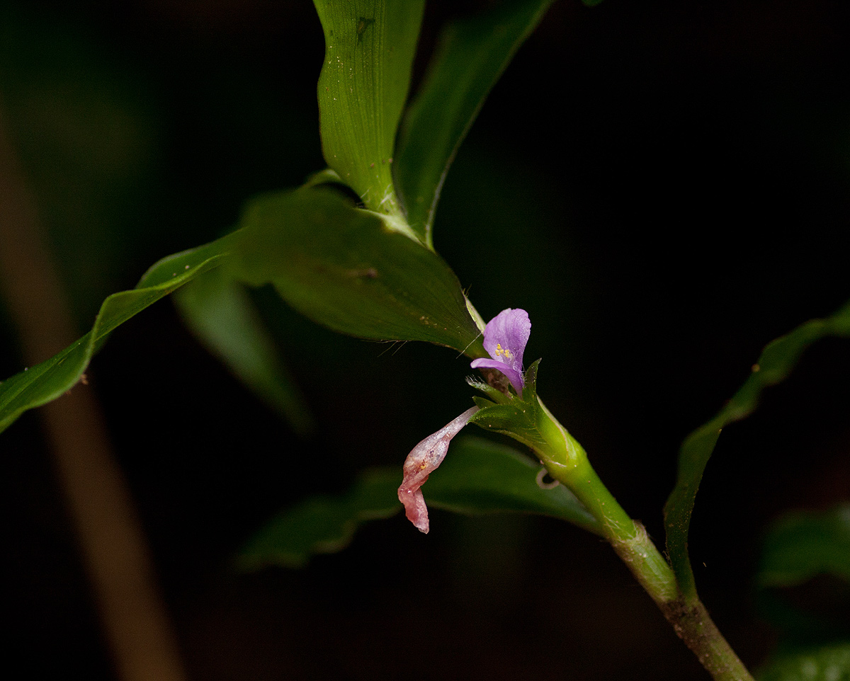 Coleotrype natalensis