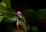 Coleotrype natalensis
