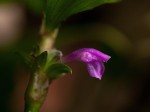 Coleotrype natalensis