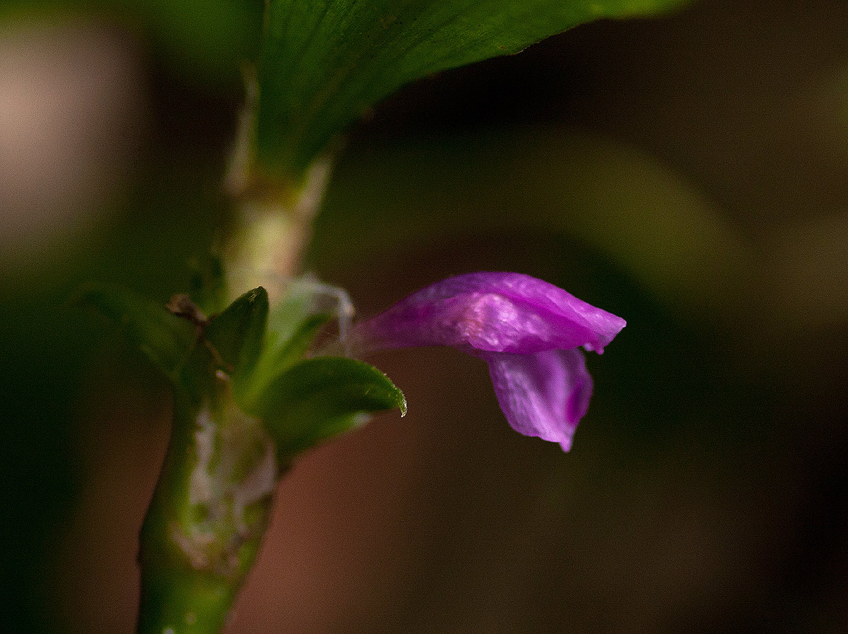 Coleotrype natalensis