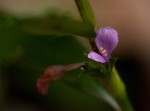 Coleotrype natalensis