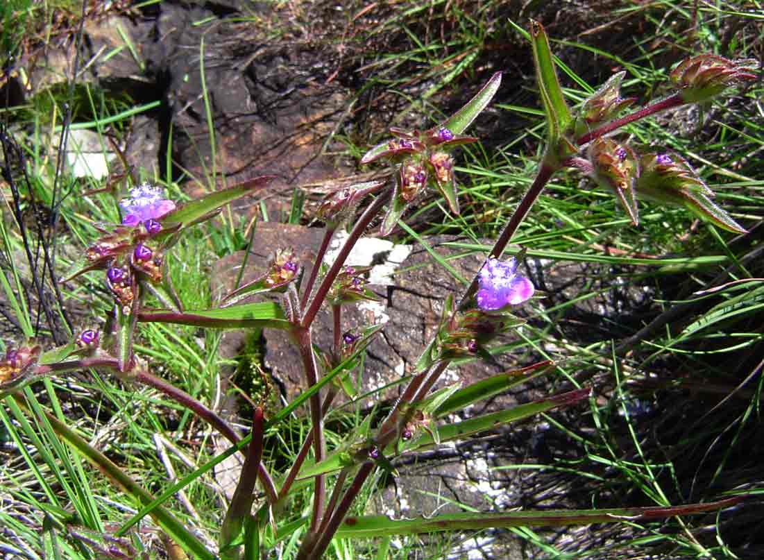 Cyanotis barbata