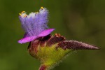 Cyanotis barbata