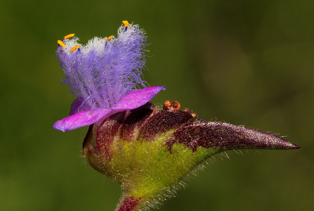 Cyanotis barbata