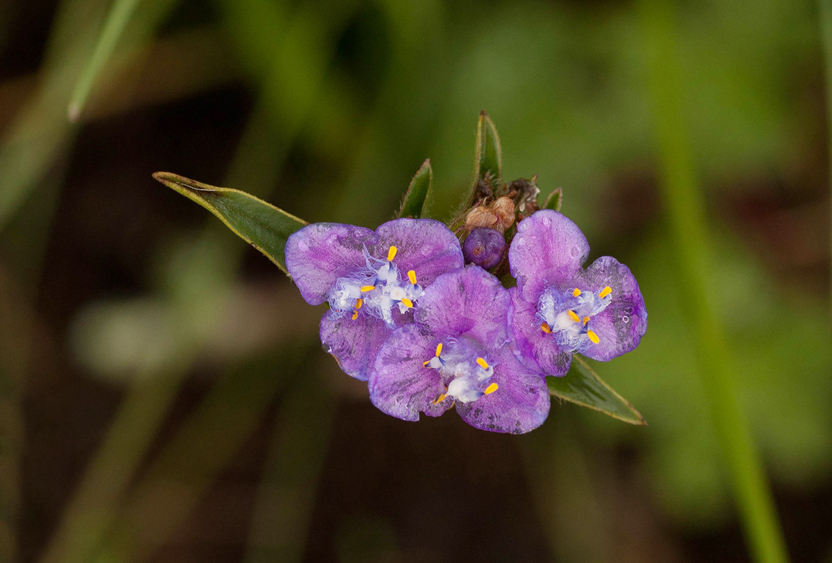 Cyanotis barbata