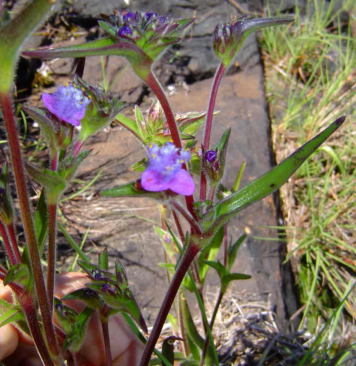 Cyanotis barbata