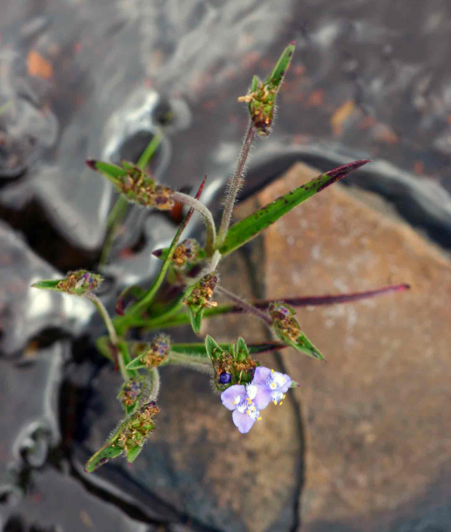 Cyanotis barbata