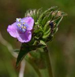 Cyanotis barbata