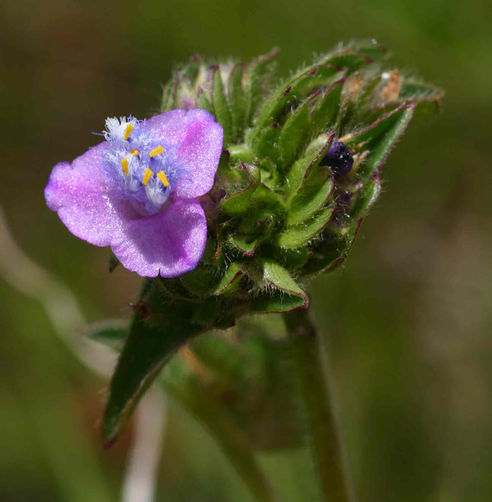 Cyanotis barbata