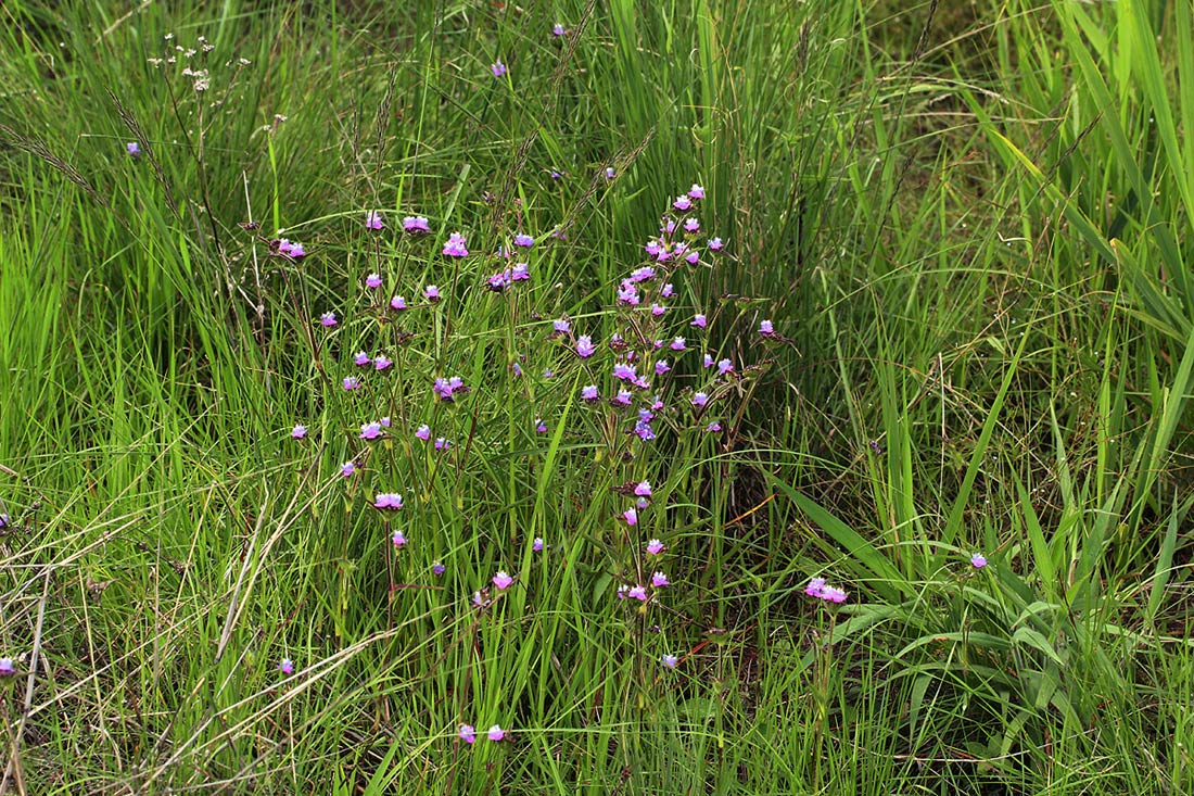 Cyanotis barbata