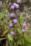 Cyanotis barbata