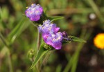 Cyanotis barbata