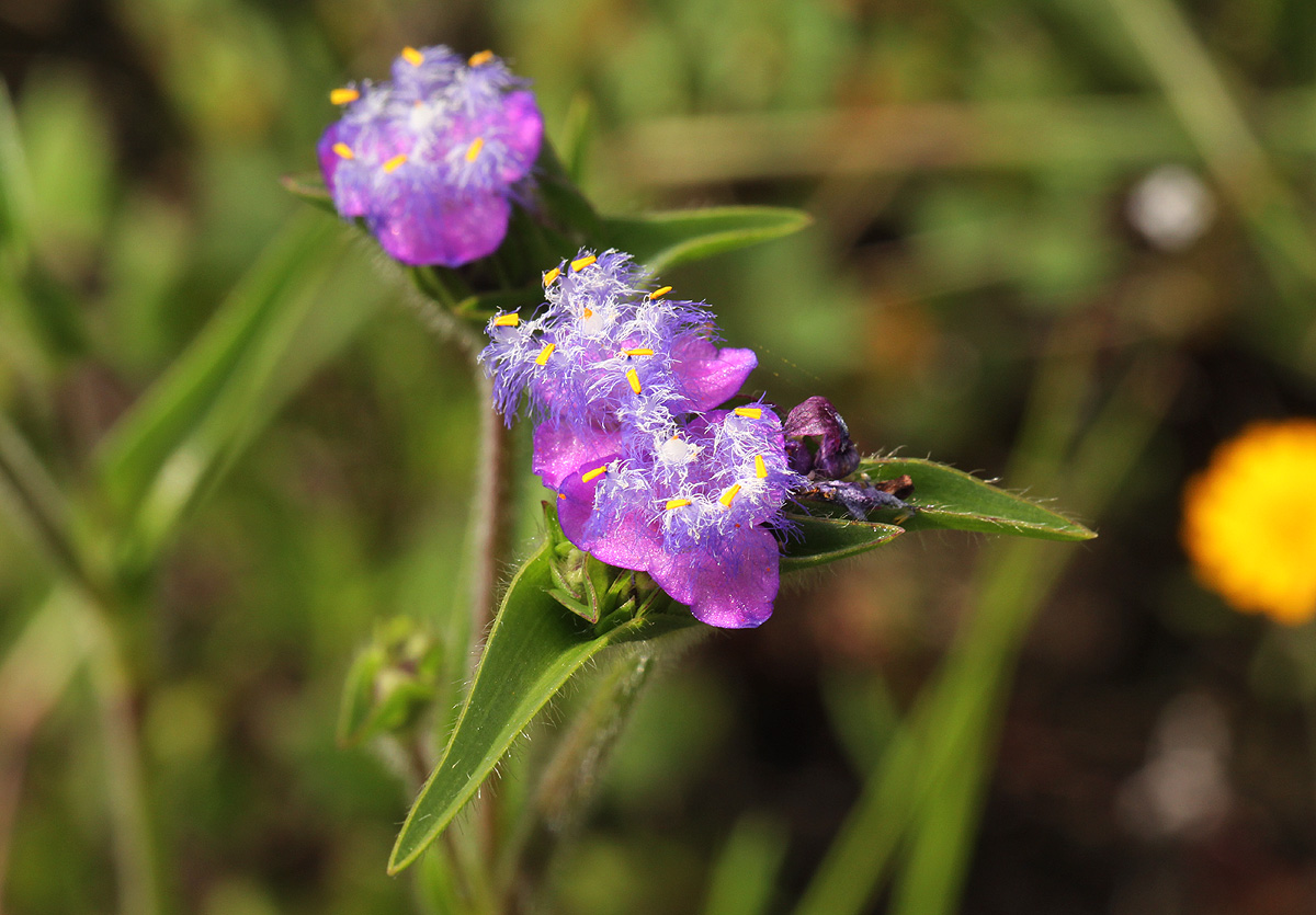 Cyanotis barbata