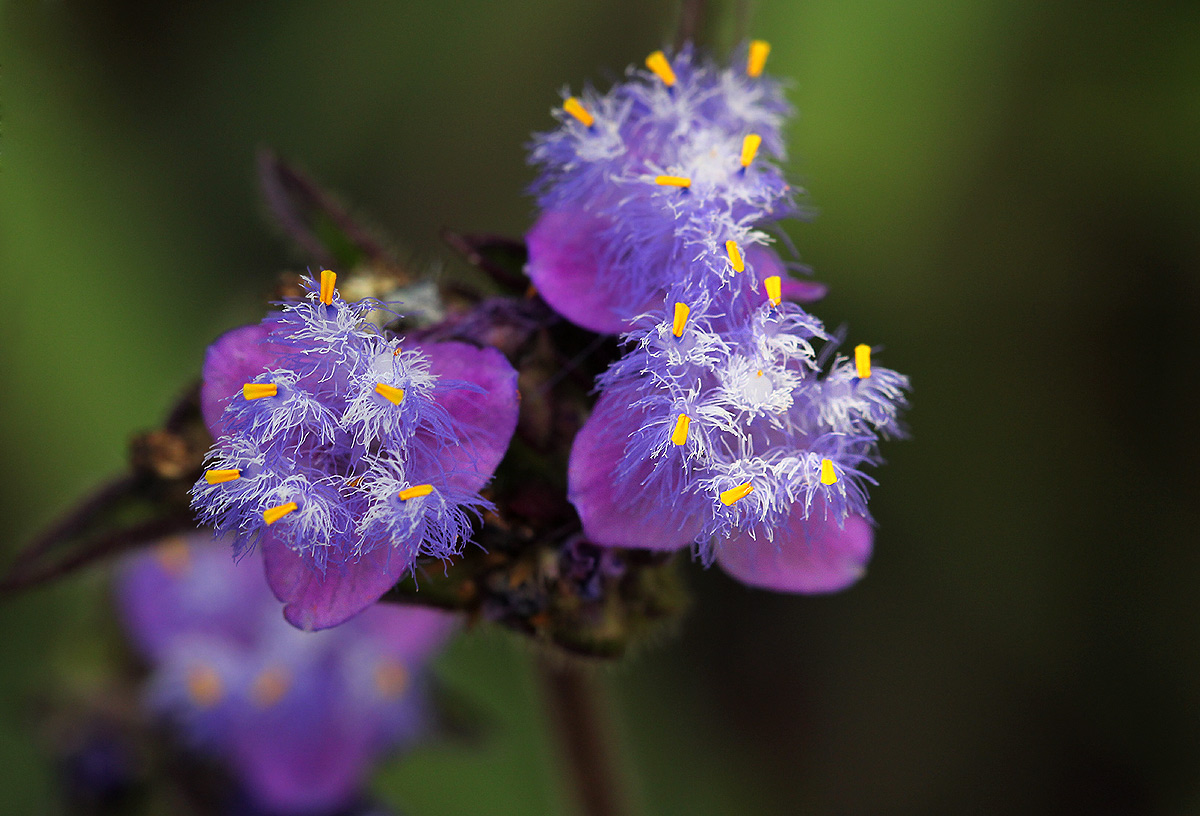 Cyanotis barbata