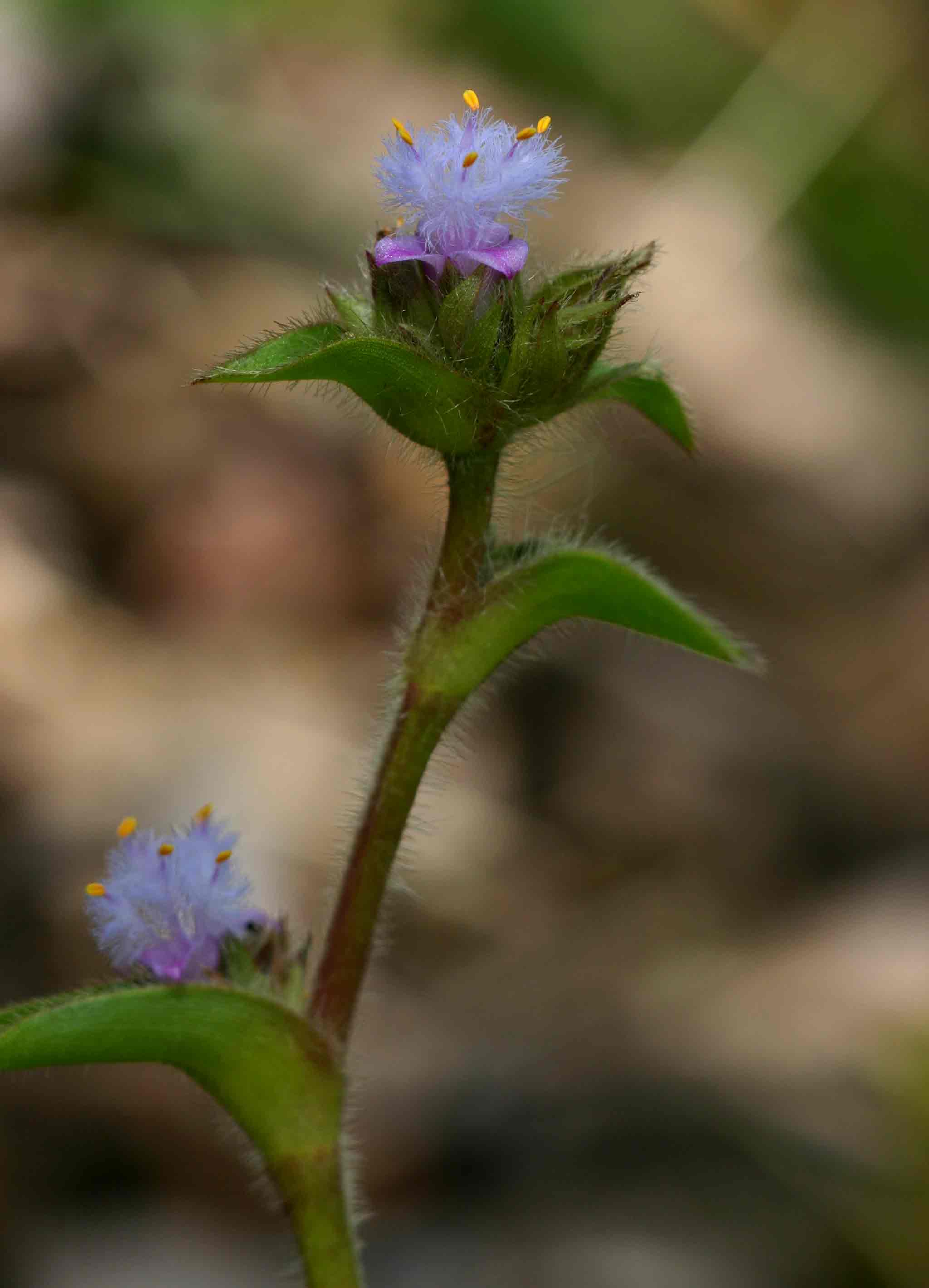 Cyanotis speciosa subsp. speciosa