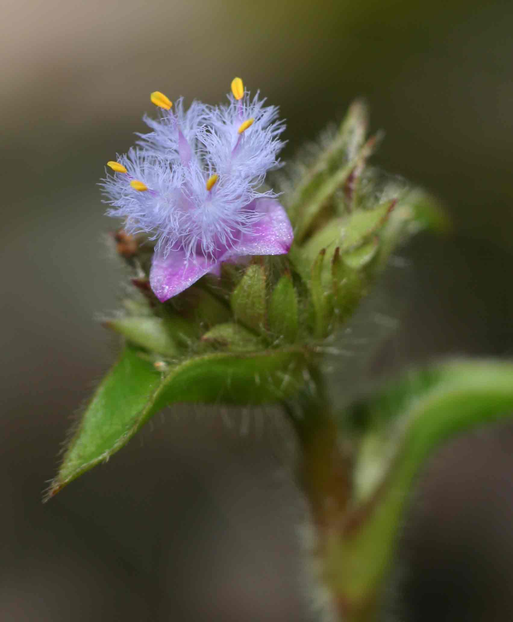 Cyanotis speciosa subsp. speciosa