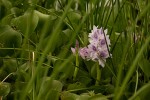 Eichhornia crassipes