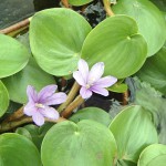 Eichhornia natans
