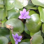 Eichhornia natans